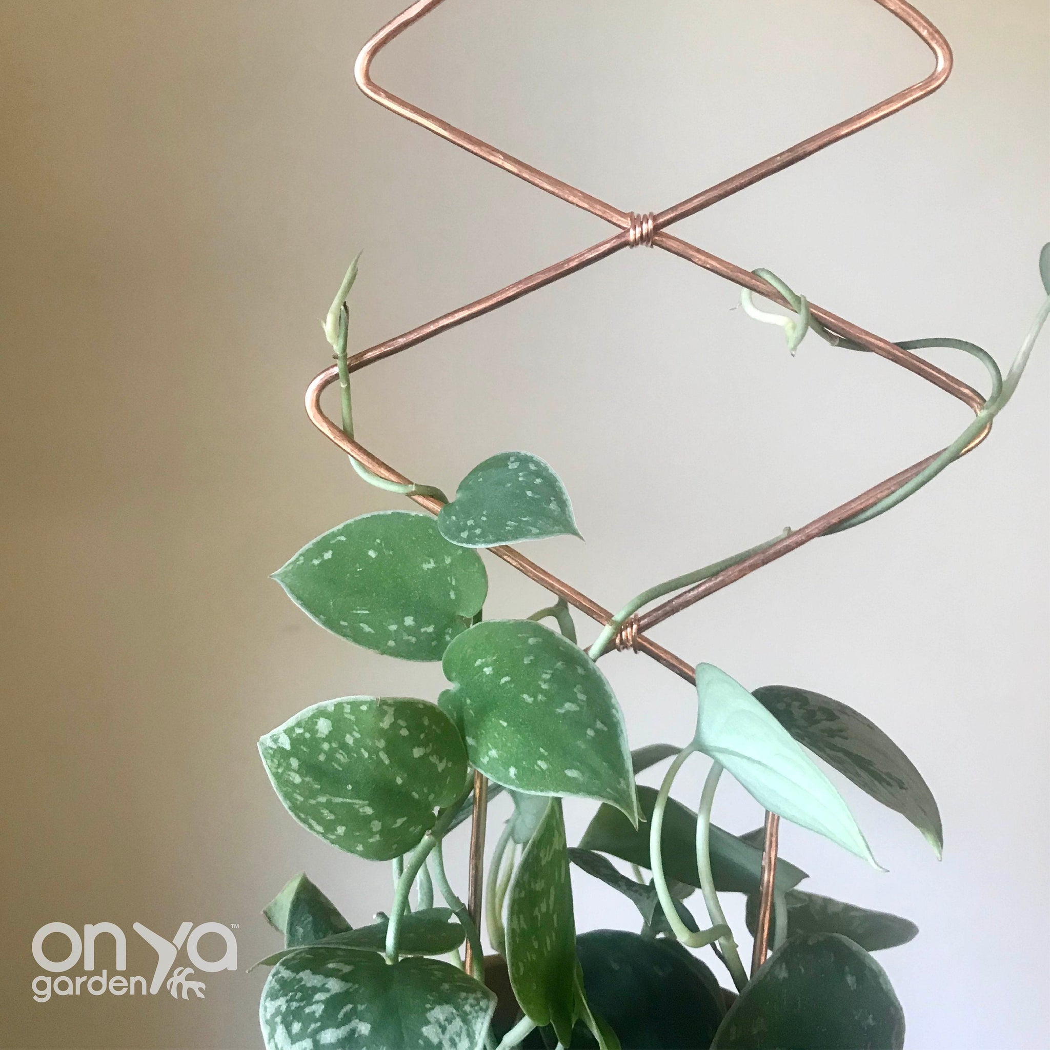 Easy to Make Copper Trellis  Perfect for Taming Your Wild Hoyas 