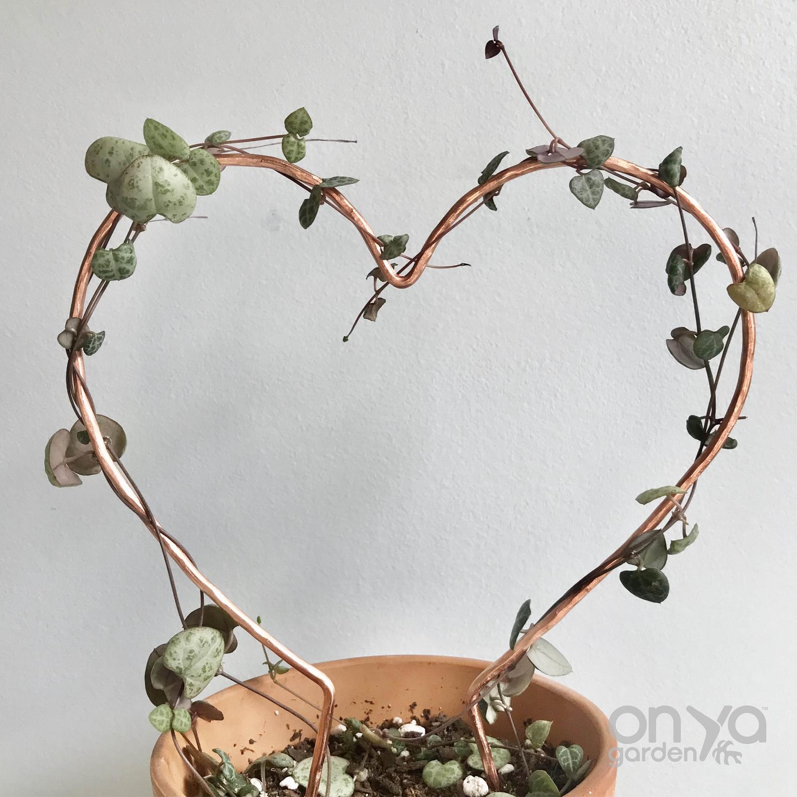 https://www.onyagarden.com/cdn/shop/products/copper-heart-trellis-for-indoor-plant-3-sizes-available-plant-gift-6_1024x1024@2x.jpg?v=1652466008